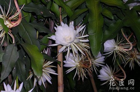 昙花怎么养殖？