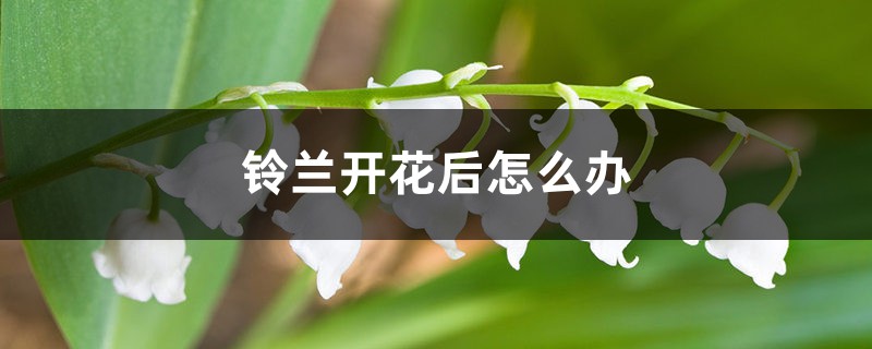 铃兰开花后怎么办