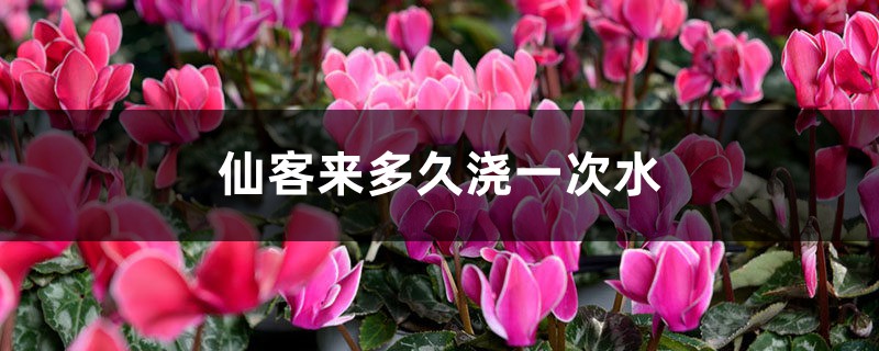 仙客来多久浇一次水