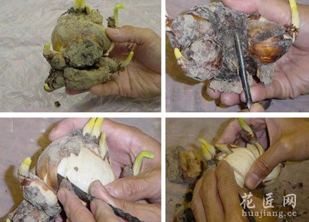 水仙水培方法