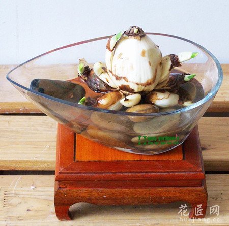 水仙花水培
