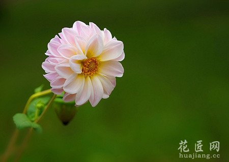 芍药花在情人节出现是否更有深意
