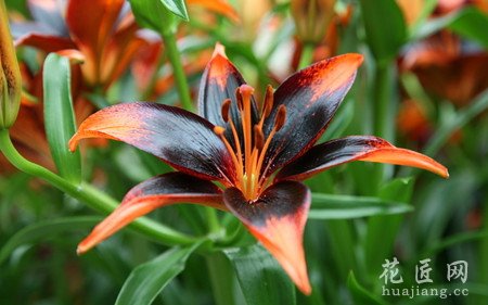 百合开花后应该怎么处理