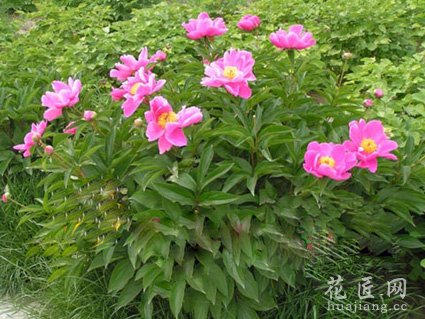 芍药栽培八步骤
