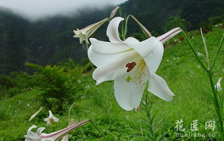 百合的营养价值和食用方法