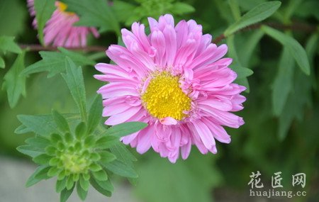 切花翠菊值得发展