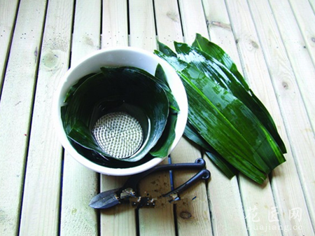 翠菊装饰