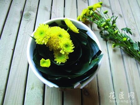 翠菊装饰