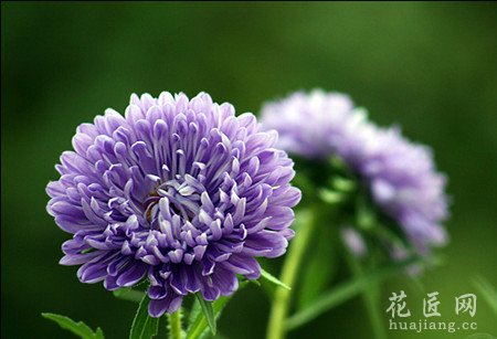翠菊开花茂盛需要什么条件
