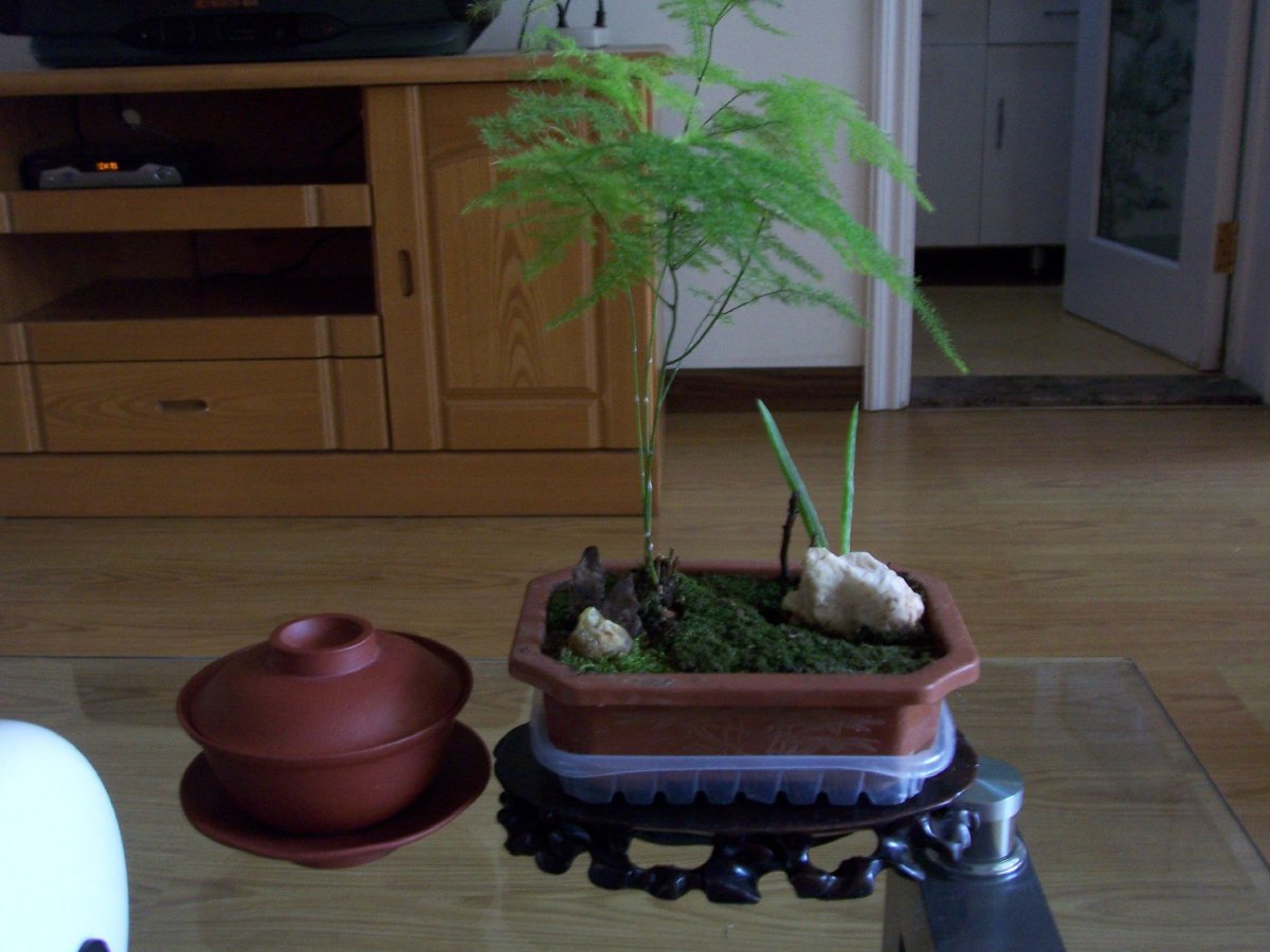 文竹对于家居环境有什么好处