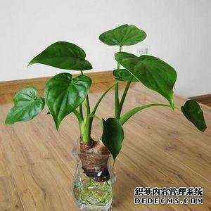 百合花水养以及延长花期的方法