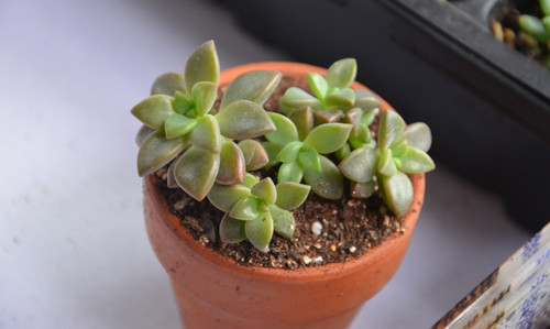 多肉植物胧月和姬胧月有什么区别