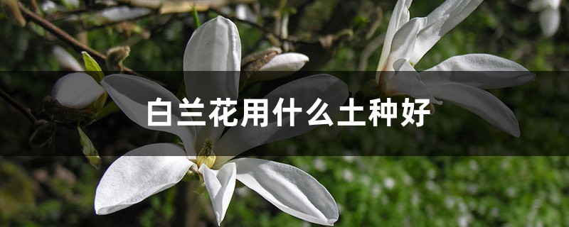 白兰花用什么土种好
