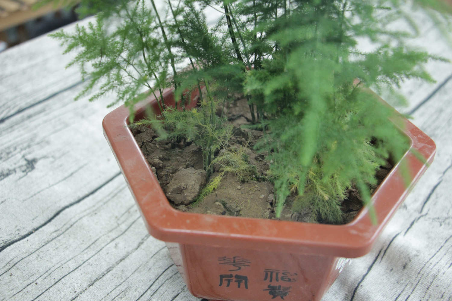 文竹 文竹