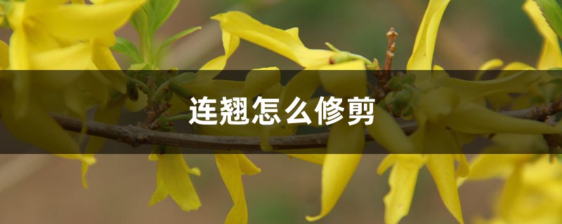 连翘怎么修剪