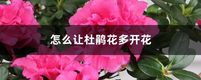 怎么让杜鹃花多开花