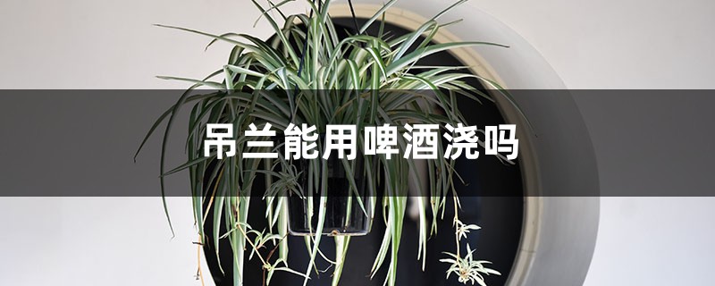 吊兰能用啤酒浇吗