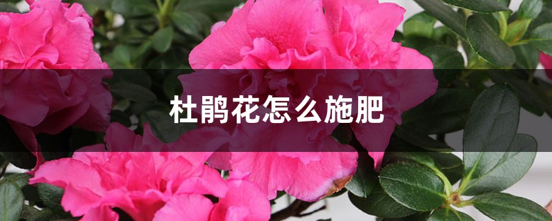 杜鹃花怎么施肥