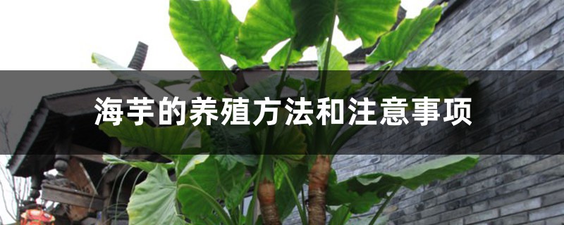 海芋的养殖方法和注意事项