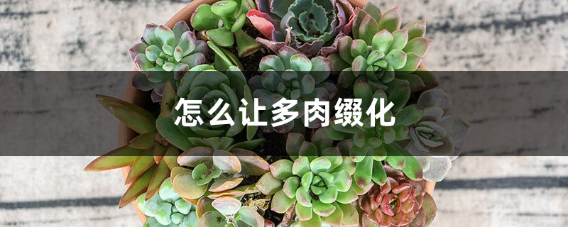 怎么让多肉缀化