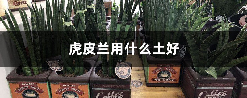 虎皮兰用什么土好