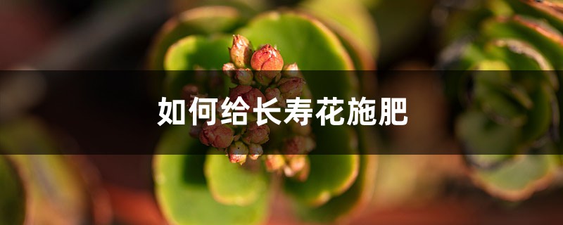 长寿花施肥方法，用什么肥好