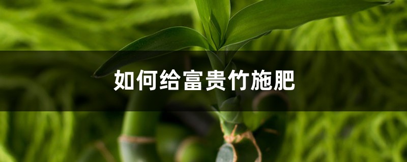 富贵竹施肥方法，用什么肥好