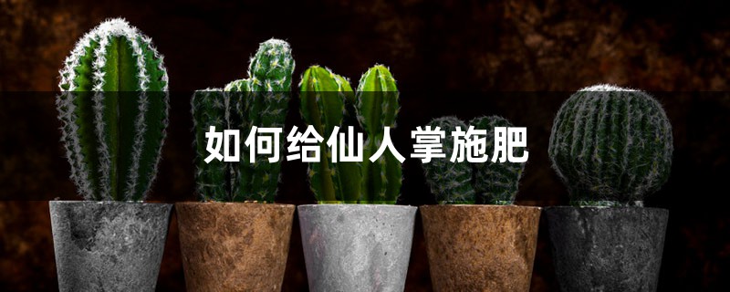 仙人掌施肥方法，用什么肥好