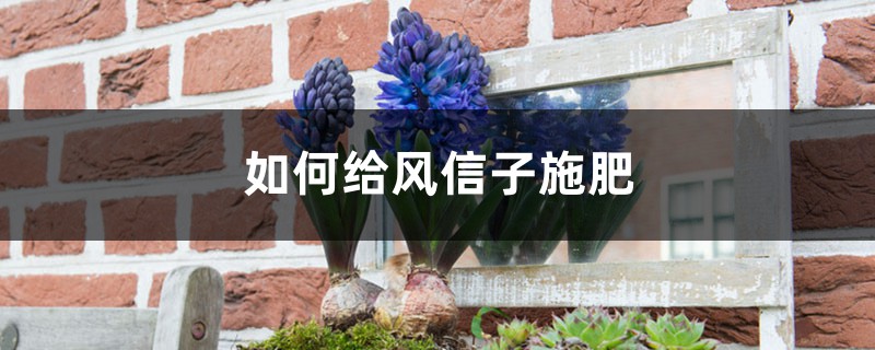 风信子施肥方法，用什么肥好