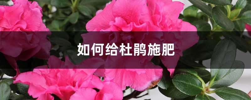 杜鹃施肥方法，用什么肥好