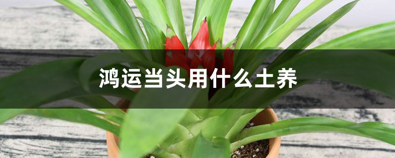 鸿运当头用什么土养