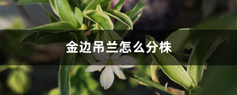 金边吊兰怎么分株