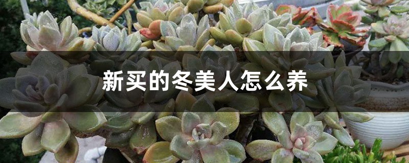 新买的冬美人怎么养
