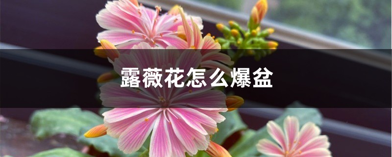 露薇花怎么爆盆