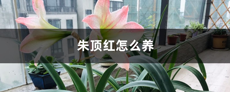 朱顶红怎么养