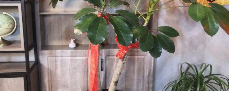 招财树的花朵样子，如何促进开花