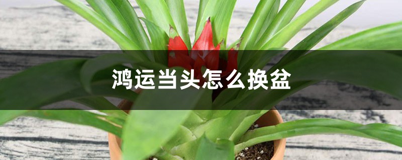 鸿运当头怎么换盆