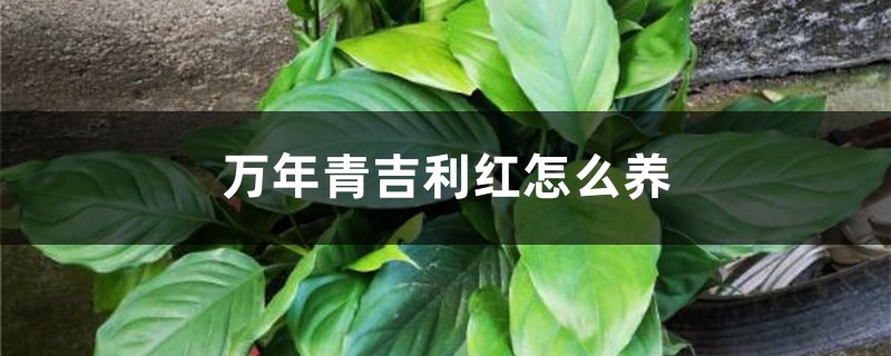 万年青吉利红怎么养，会开花吗