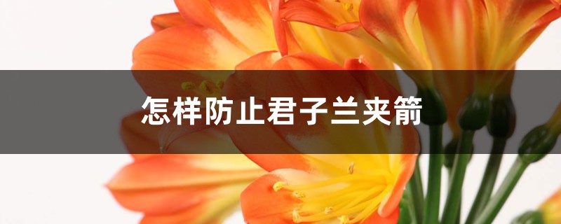 怎样防止君子兰夹箭