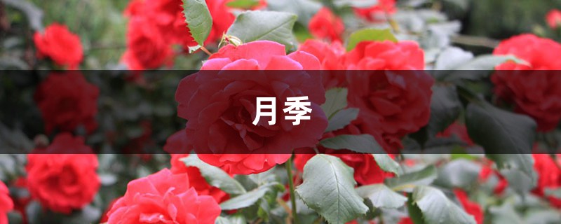 栀子月季咔嚓1刀，花苞多到爆，枝都压弯了！