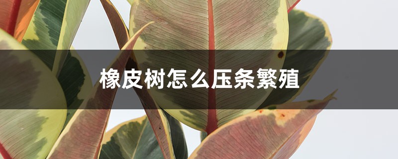 橡皮树怎么压条繁殖