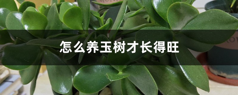 怎么养玉树才长得旺，徒长怎么办