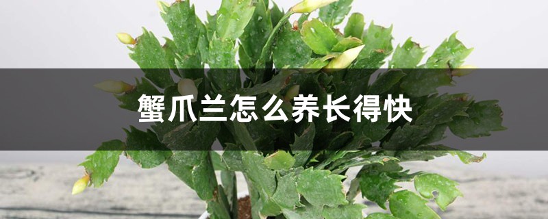 蟹爪兰怎么养长得快
