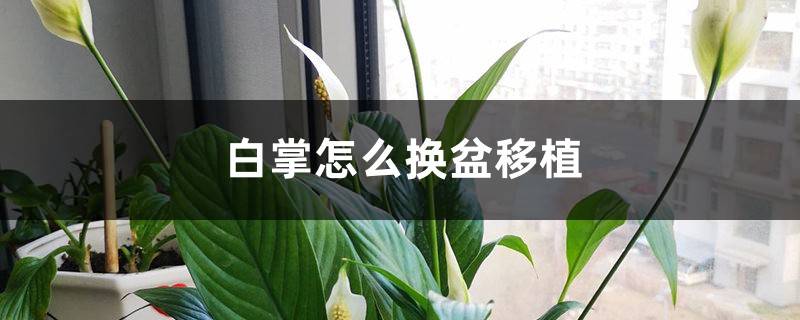 白掌怎么换盆移植