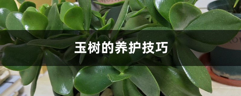 玉树的养护技巧，如何繁殖