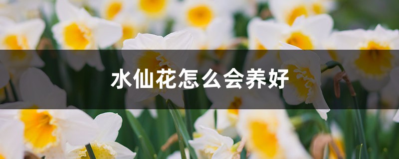 水仙花怎么会养好