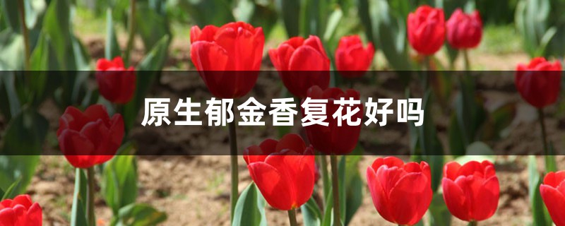 原生郁金香复花好吗，每年都开花吗