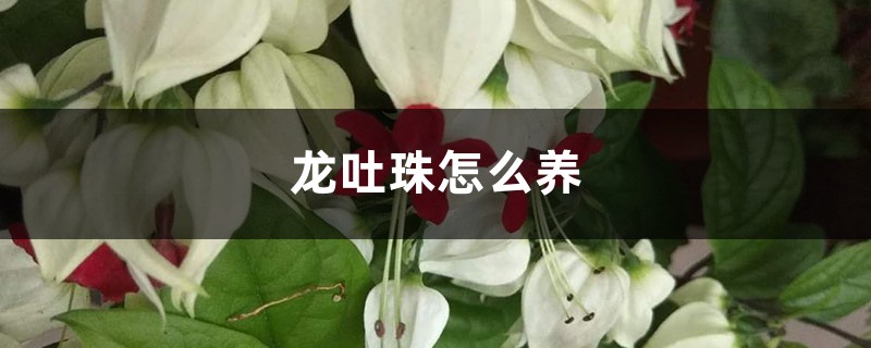 龙吐珠怎么养