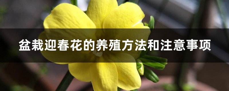 盆栽迎春花的养殖方法和注意事项，如何繁殖