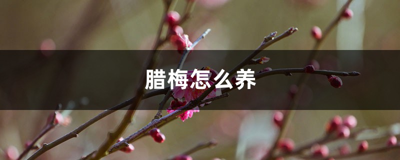 腊梅怎么养